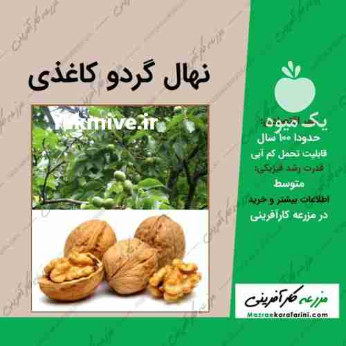 فروش نهال 3 ساله گردو کاغذی 099151 3 1 3 82 در سمنان در گروه خرید فروش نهال - انواع گردو پسته بادام سلطانی انگور در یکمیوه -عکس1