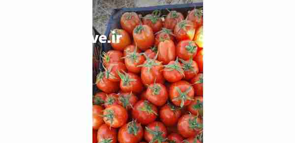 فروش تناژ بالا گوجه انواع گوجه در بندرعباس در گروه بار بارکن خرید و فروش عمده محصولات کشاورزی باربارکن میوه گوجه در یکمیوه -عکس1