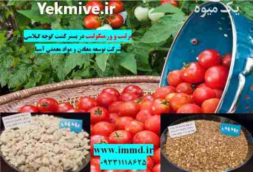 فروش بسترکشت هیدروپونیک گوجه گیلاسی در تهران در گروه خرید فروش عمده گیلاس - تکدانه شیرین ترش رنگی خوشه سیاه در یکمیوه -عکس1