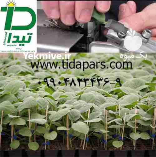 فروش دستگاه پیوند نشا تیداپارس در کرج در گروه خرید فروش نشا - انواع گوجه برنج کاهو پیاز کاری فرنگی در یکمیوه -عکس1