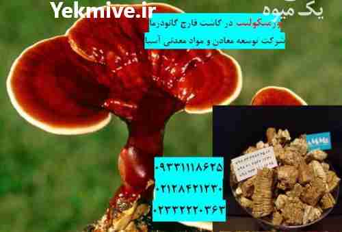 فروش ورمیکولیت در پرورش قارچ گانودرما در تهران در گروه خرید فروش کود و مواد شیمیایی - اوره پتاس مرغی کمپوست آهن در یکمیوه -عکس1