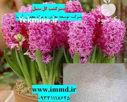 فروش بسترکشت گل سنبل در تهران در گروه خرید فروش عمده گیاهان زینتی - گرمسیری آپارتمانی باغچه آب در یکمیوه -عکس1