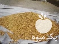 فروش کیکوج ،  وگندام ،  جو ،    برای سبزعیدنوروز در تیران در گروه خرید فروش عمده سبزی های برگی - خوردن آش کوکو دلمه قورمه در یکمیوه -عکس1