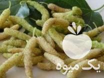 فروش درخت پیوند زده سه ساله توت واریته پاکستانی موزی در ساری در گروه خرید فروش نهال - انواع گردو پسته بادام سلطانی انگور در یکمیوه -عکس1