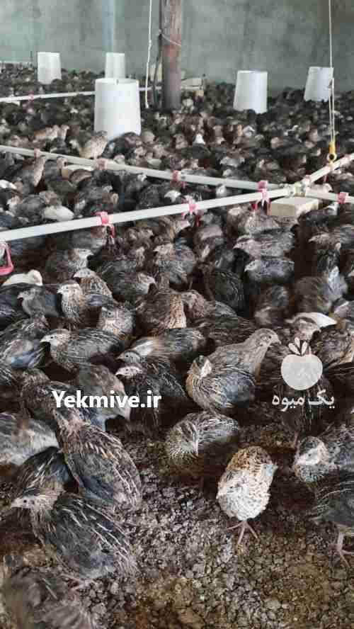 فروش بلدرچین نر کشتاری در تهران در گروه مرغ و خروس و بوقلمون و اردک قو قاز در یکمیوه -عکس1