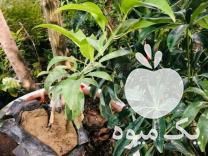 فروش نهال چیکو پیوندی در کیش در گروه خرید فروش نهال - انواع گردو پسته بادام سلطانی انگور در یکمیوه -عکس1