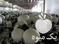 فروش مه پاش گلخانه ای : مه پاش پروانه ای قابل استفاده درسالن قارچ در همدان در گروه خرید فروش تجهیزات گلخانه - صنعتی خانگی هوشمند دست دوم در یکمیوه -عکس1