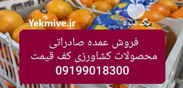 فروش عمده پرتقال و سیب  صادراتی کیفیت بالا کف قیمت در تهران در گروه خرید فروش عمده سیب - زرد و قرمز گلاب پاییزه در یکمیوه -عکس1