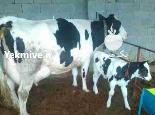 فروش فروش انواع گوساله پرواربندی سیمینتال  در آذربایجان شرقی در گروه گاو و گوسفند و میش و بز کهره گوساله سمینتال در یکمیوه -عکس1