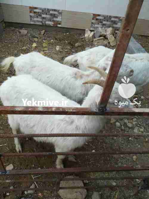 فروش بزغاله سانن 6 ماهه در یزد در گروه گاو و گوسفند و میش و بز کهره گوساله سمینتال در یکمیوه -عکس1