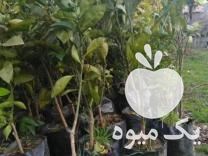 فروش نهال گلدونی خونی توسرخ در بابل  در گروه خرید فروش نهال - انواع گردو پسته بادام سلطانی انگور در یکمیوه -عکس1