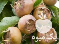 فروش نهال کندس پیوندی ازگیل جنگلی درشت گلدانی در ساری در گروه خرید فروش نهال - انواع گردو پسته بادام سلطانی انگور در یکمیوه -عکس1