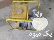 فروش روبین بنزینی 3 اینچ ژاپنی در گرگان در گروه خرید فروش عمده انواع گل - پروش قاشقی موسی ساکولنت بن سای در یکمیوه -عکس1