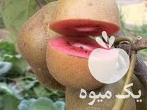 فروش ارائه ارقام متنوع درخت کیوی پیوندی تضمین شده در ساری در گروه خرید فروش عمده کیوی - صادراتی مازندران تنکابن تالش در یکمیوه -عکس1