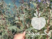 فروش نهال مناسب درختکاری نهال اکالیپتوس 2 ساله در سمنان در گروه خرید فروش نهال - انواع گردو پسته بادام سلطانی انگور در یکمیوه -عکس1