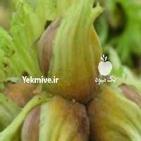 آگهی مشابه فروش فندق  شمال در گروه خرید فروش عمده فندق - میوه تازه خام تیره عمده فروشی در یکمیوه