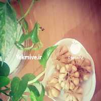 آگهی مشابه فروش مربا ترشی و سبزیجات آماده طبخ در گروه محصولات ترشی - گل کلم مخلوط لیته هفت بیجار در یکمیوه