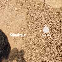 آگهی مشابه فروش سویا و  ذرت و جو در گروه خرید فروش عمده گندم و جو - بلغور شیرازی فروش عمده محصول کشاورزی در یکمیوه