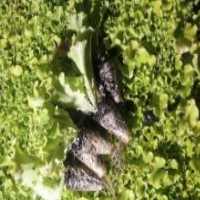 آگهی مشابه فروش نشا کاهو و کلم در گروه خرید فروش نشا - انواع گوجه برنج کاهو پیاز کاری فرنگی در یکمیوه