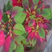 آگهی مشابه فروش انواع گل و بذر در گروه خرید فروش عمده گیاهان زینتی - گرمسیری آپارتمانی باغچه آب در یکمیوه