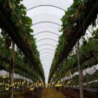 آگهی مشابه فروش پرلیت و کوکوپیت در گروه خرید فروش کود و مواد شیمیایی - اوره پتاس مرغی کمپوست آهن در یکمیوه