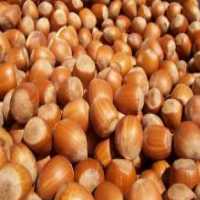 آگهی مشابه فروش فندق درجه یک در گروه خرید فروش عمده فندق - میوه تازه خام تیره عمده فروشی در یکمیوه