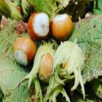 آگهی مشابه فروش فندق تازه در گروه خرید فروش عمده فندق - میوه تازه خام تیره عمده فروشی در یکمیوه