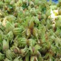 آگهی مشابه فروش فوق العاده فندق در گروه خرید فروش عمده فندق - میوه تازه خام تیره عمده فروشی در یکمیوه