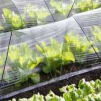 آگهی مشابه تولید و فروش نایلون کشاورزی در گروه خرید فروش بسته بندی نایلونی - کیسه نایلکس مشما پلاستیک در یکمیوه