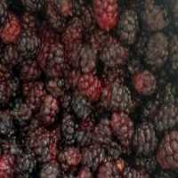 آگهی مشابه فروش شاه توت در گروه خرید فروش عمده توت - خرید شاتوت سفید طلایی موزی قرمز در یکمیوه