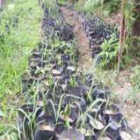 آگهی مشابه فروش عمده نشا پالم در گروه خرید فروش نشا - انواع گوجه برنج کاهو پیاز کاری فرنگی در یکمیوه