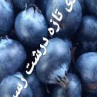 آگهی مشابه فروش بلوبری تازه در گروه خرید فروش عمده میوه استوایی - پاپایا قرمز منگوستین گواوا بلوبری در یکمیوه