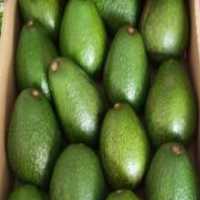 آگهی مشابه فروش آووکادو و بلوبری. دراگون. پیتایا. تمشک در گروه خرید فروش عمده میوه استوایی - پاپایا قرمز منگوستین گواوا بلوبری در یکمیوه