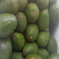 آگهی مشابه فروش آواکادو درجه یک در گروه خرید فروش عمده میوه استوایی - پاپایا قرمز منگوستین گواوا بلوبری در یکمیوه