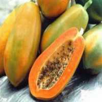 آگهی مشابه فروش درختچه پایه کوتاه پاپایه ردلیدی در گروه خرید فروش نهال - انواع گردو پسته بادام سلطانی انگور در یکمیوه