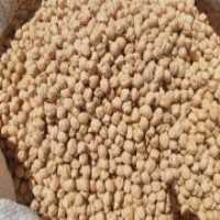 آگهی مشابه فروش نخود در گروه خرید فروش عمده نخود - فرنگی خام سبز فروش عمده در یکمیوه