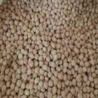 آگهی مشابه فروش نخود کرمانشاه در گروه خرید فروش عمده نخود - فرنگی خام سبز فروش عمده در یکمیوه