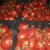 آگهی مشابه فروش گوجه شیراز درجه یک در گروه خرید فروش عمده گوجه - فرنگی سبز قرمز سیاه کبابی ربی در یکمیوه