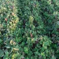 آگهی مشابه فروش نهال توت فرنگی در گروه خرید فروش عمده توت فرنگی - خرید فروش عمده قرمز سفید در یکمیوه