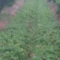 آگهی مشابه فروش نهال توت فرنگی درجه یک در گروه خرید فروش عمده توت فرنگی - خرید فروش عمده قرمز سفید در یکمیوه