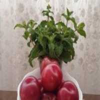 آگهی مشابه فروش آلو شابلون درجه یک در گروه خرید فروش عمده آلو - آلوچه گوجه سبز زرد خاکی شابلون سانتریزه سیاه در یکمیوه