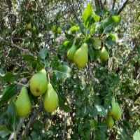 آگهی مشابه فروش گلابی شاه میوه درجه یک در گروه خرید فروش عمده گلابی - شاه میوه نطنز قرمز خاردار در یکمیوه