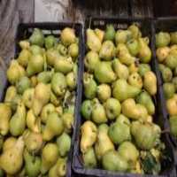 آگهی مشابه فروش گلابی شاه میوه در گروه خرید فروش عمده گلابی - شاه میوه نطنز قرمز خاردار در یکمیوه