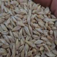 آگهی مشابه فروش جو بذری نانیوس در گروه خرید فروش عمده گندم و جو - بلغور شیرازی فروش عمده محصول کشاورزی در یکمیوه