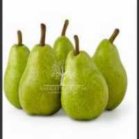 آگهی مشابه فروش سردرختی باغ گلابی در گروه خرید فروش عمده گلابی - شاه میوه نطنز قرمز خاردار در یکمیوه