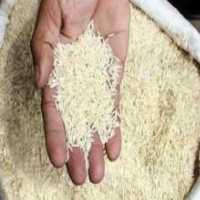 آگهی مشابه فروش برنج طارم خوش عطر در گروه خرید فروش عمده برنج - نیم دانه عنبر بو هاشمی کاظمی هندی پاکستانی در یکمیوه