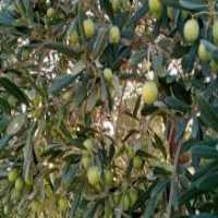 آگهی مشابه فروش زیتون تلخ در گروه خرید فروش عمده زیتون - سبز سیاه بندری پاکستانی طارم در یکمیوه