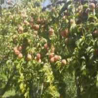 آگهی مشابه فروش هلو زعفرانی در گروه خرید فروش عمده هلو - زعفرانی حاج کاظمی سفید هسته جدا در یکمیوه