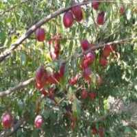 آگهی مشابه فروش هلو زعفرانی و شلیل درجه یک در گروه خرید فروش عمده هلو - زعفرانی حاج کاظمی سفید هسته جدا در یکمیوه