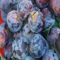 آگهی مشابه فروش میوه شابلون در گروه خرید فروش عمده آلو - آلوچه گوجه سبز زرد خاکی شابلون سانتریزه سیاه در یکمیوه